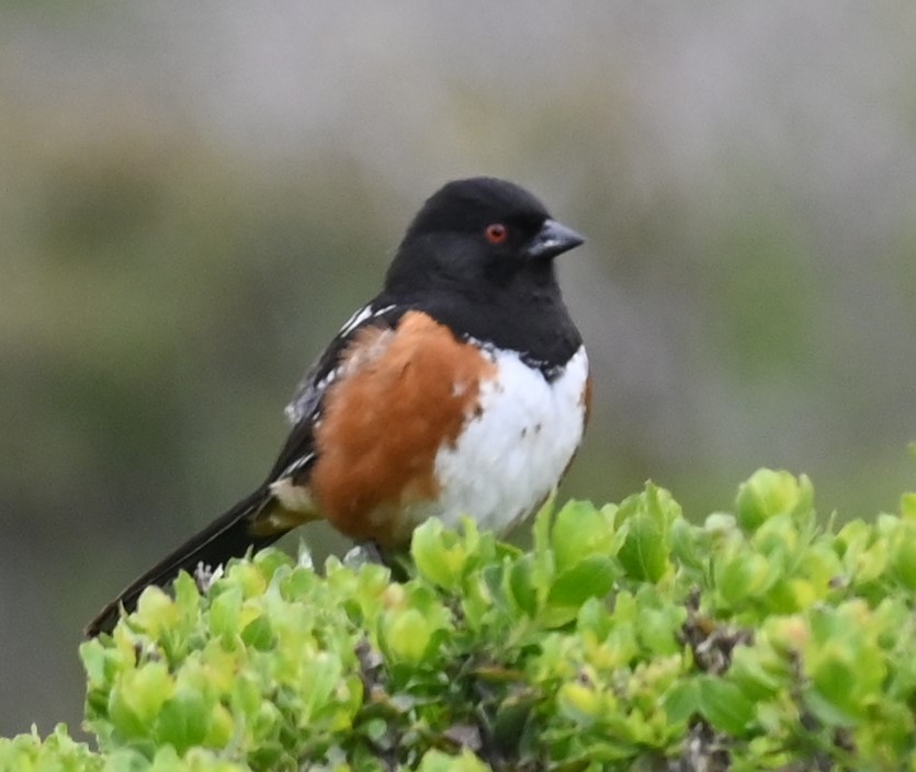 Spotted Towhee - Remigio Miguel