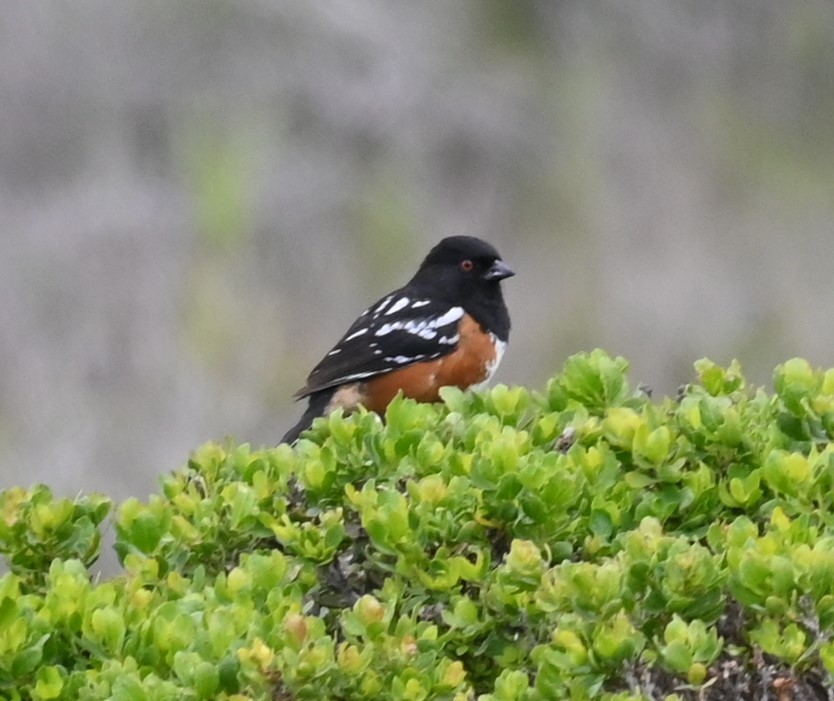 Spotted Towhee - Remigio Miguel