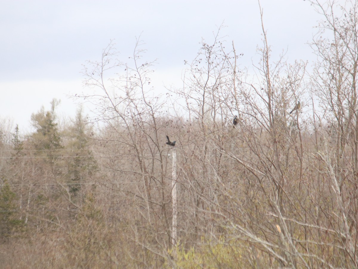 Common Grackle - John Loch