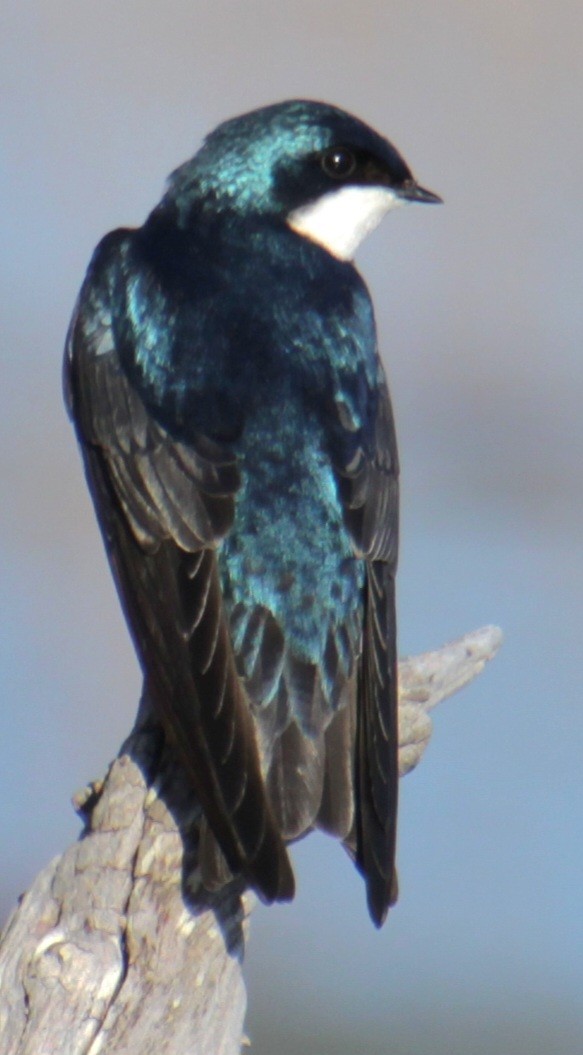 Tree Swallow - Samuel Harris