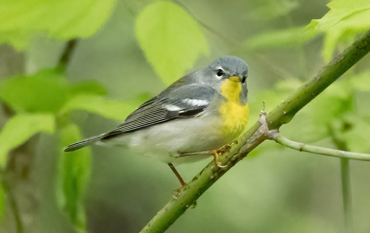 Northern Parula - Robert Bochenek