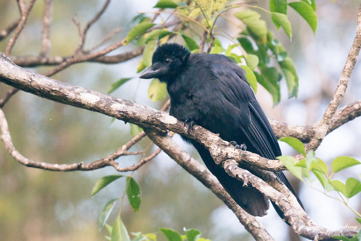 New Caledonian Crow - Chris Rehberg  | Sydney Birding