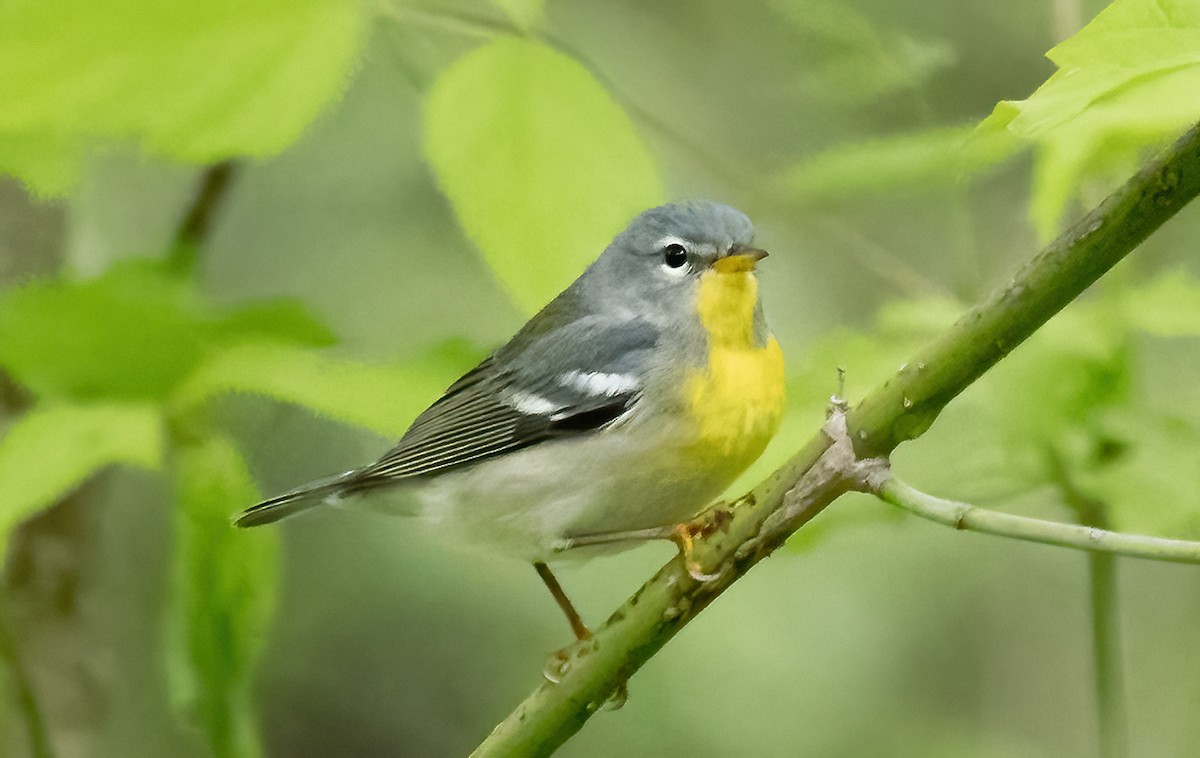 Northern Parula - Robert Bochenek