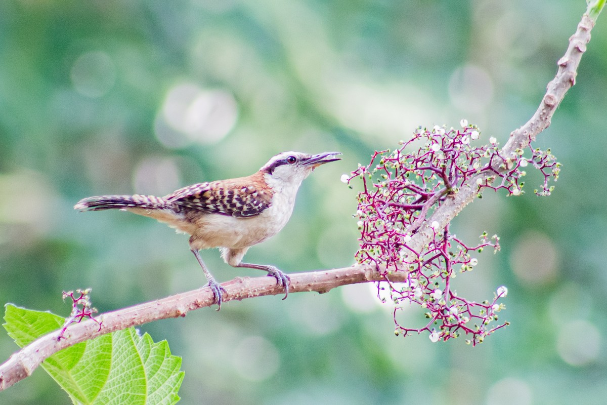 Rufous-naped Wren - Adalberto Gonzalez