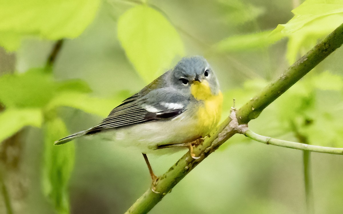 Northern Parula - Robert Bochenek