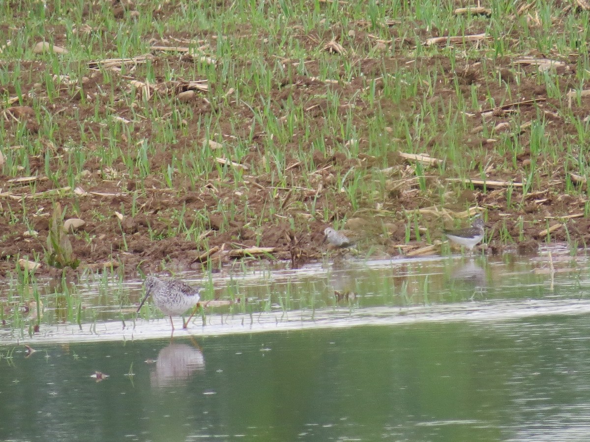 Solitary Sandpiper - Tracie Fitzgerald