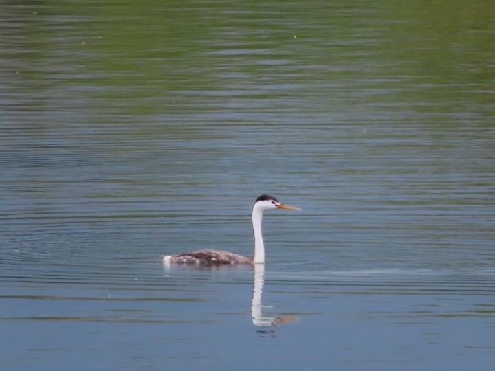 Clark's Grebe - Tamara Sparks