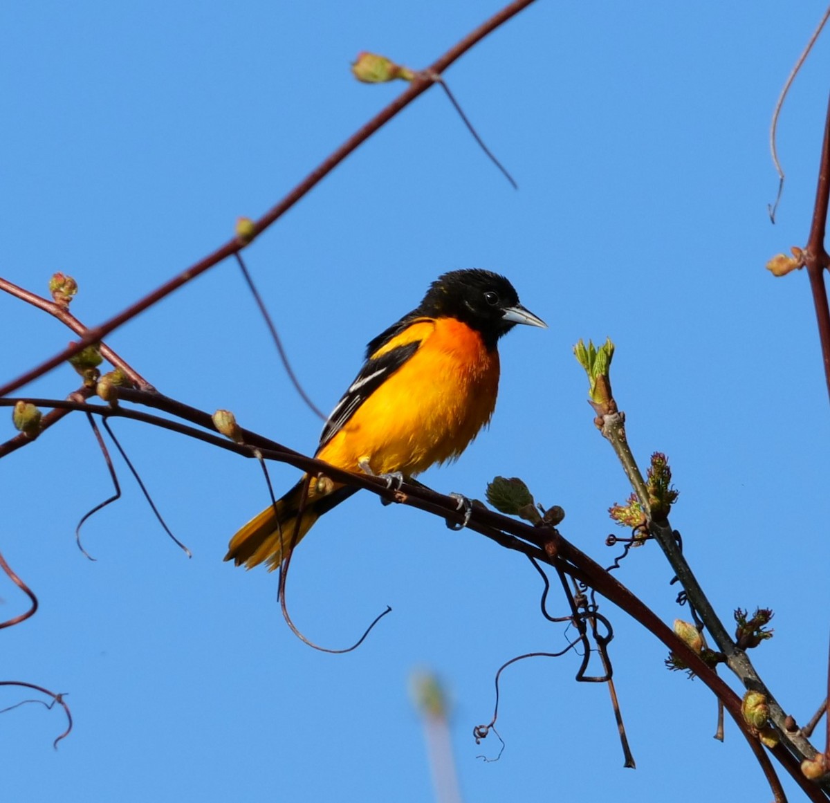 Baltimore Oriole - Lucas Cuffaro