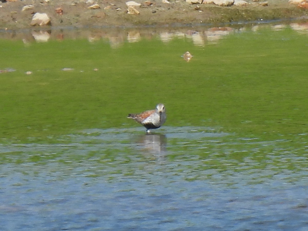 Dunlin - ML618864457