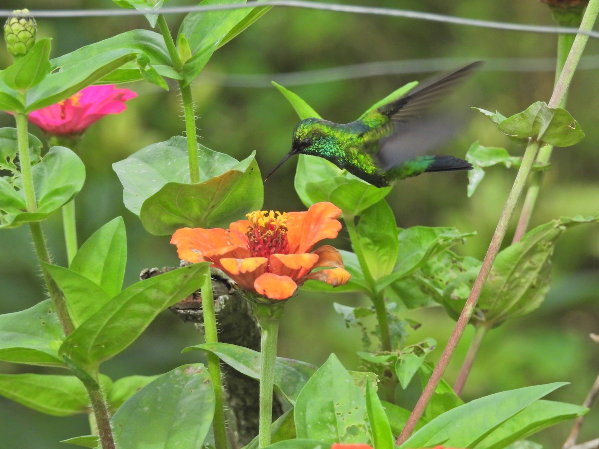 Western Emerald - ML618864460