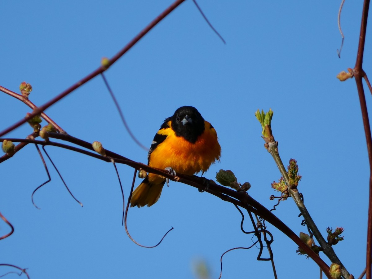 Baltimore Oriole - Lucas Cuffaro