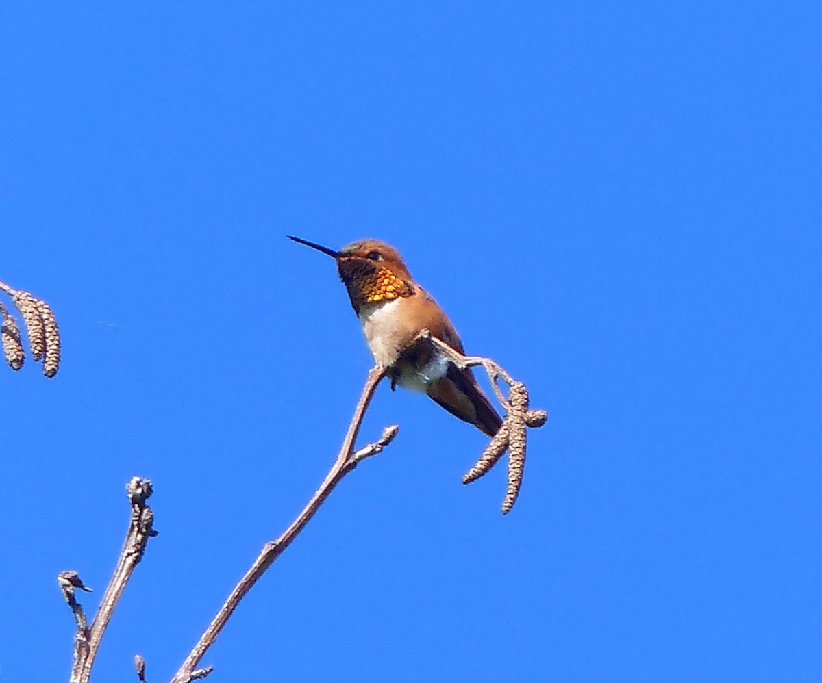 Rufous Hummingbird - Liz Stewart