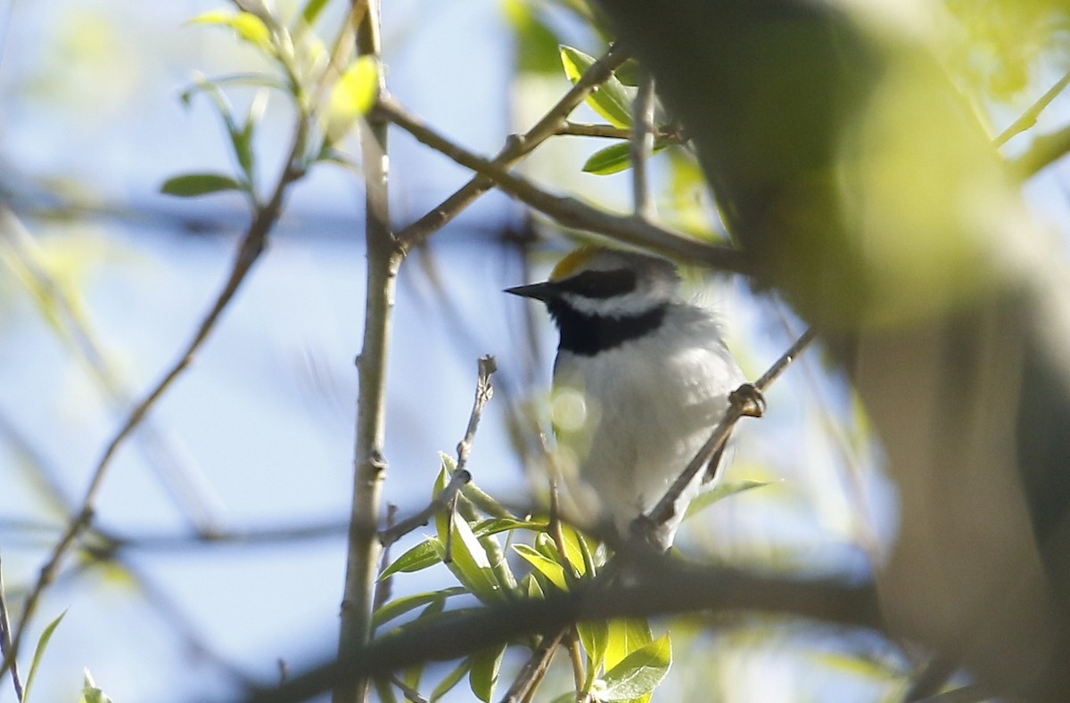 Golden-winged Warbler - Phillip Odum