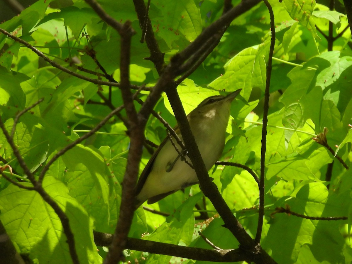 Red-eyed Vireo - Kimberly Berry