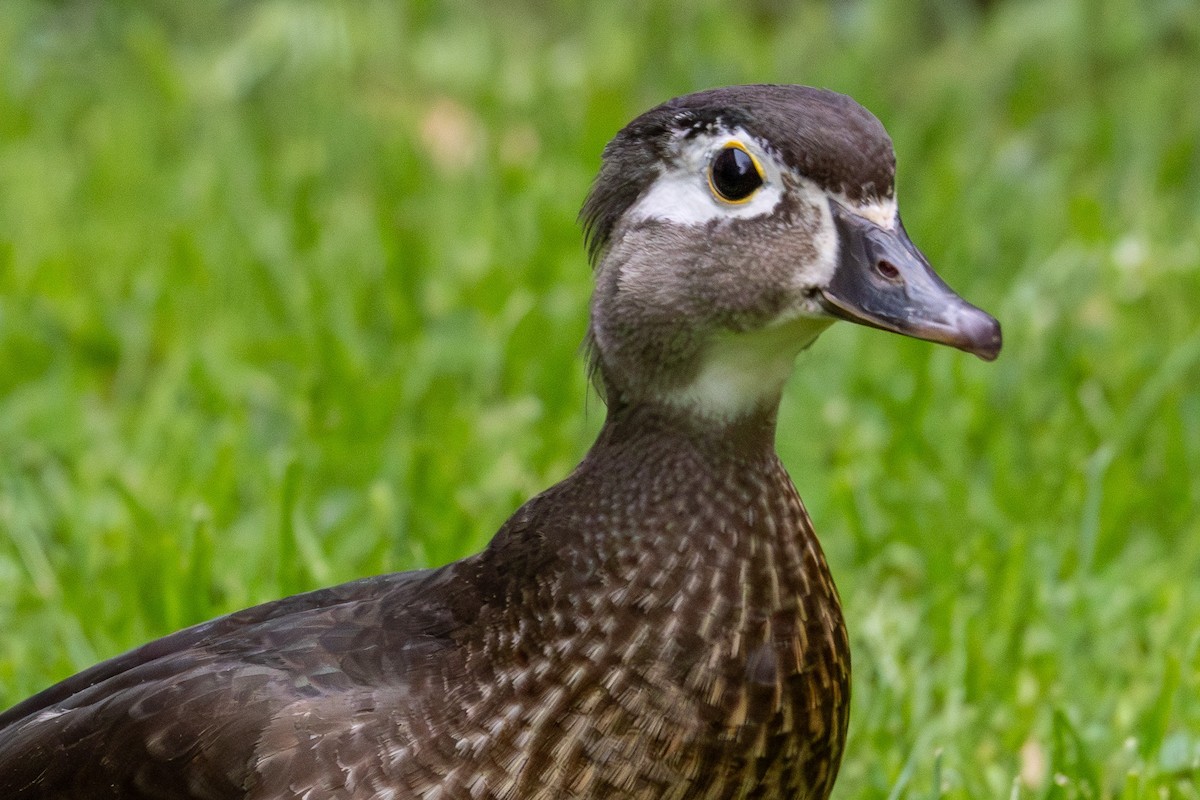 Wood Duck - ML618864476