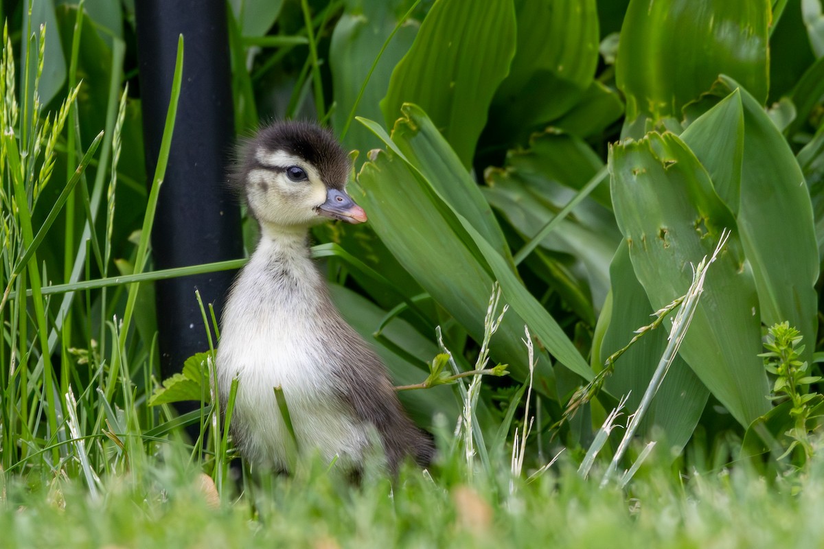 Wood Duck - Joe Schuller