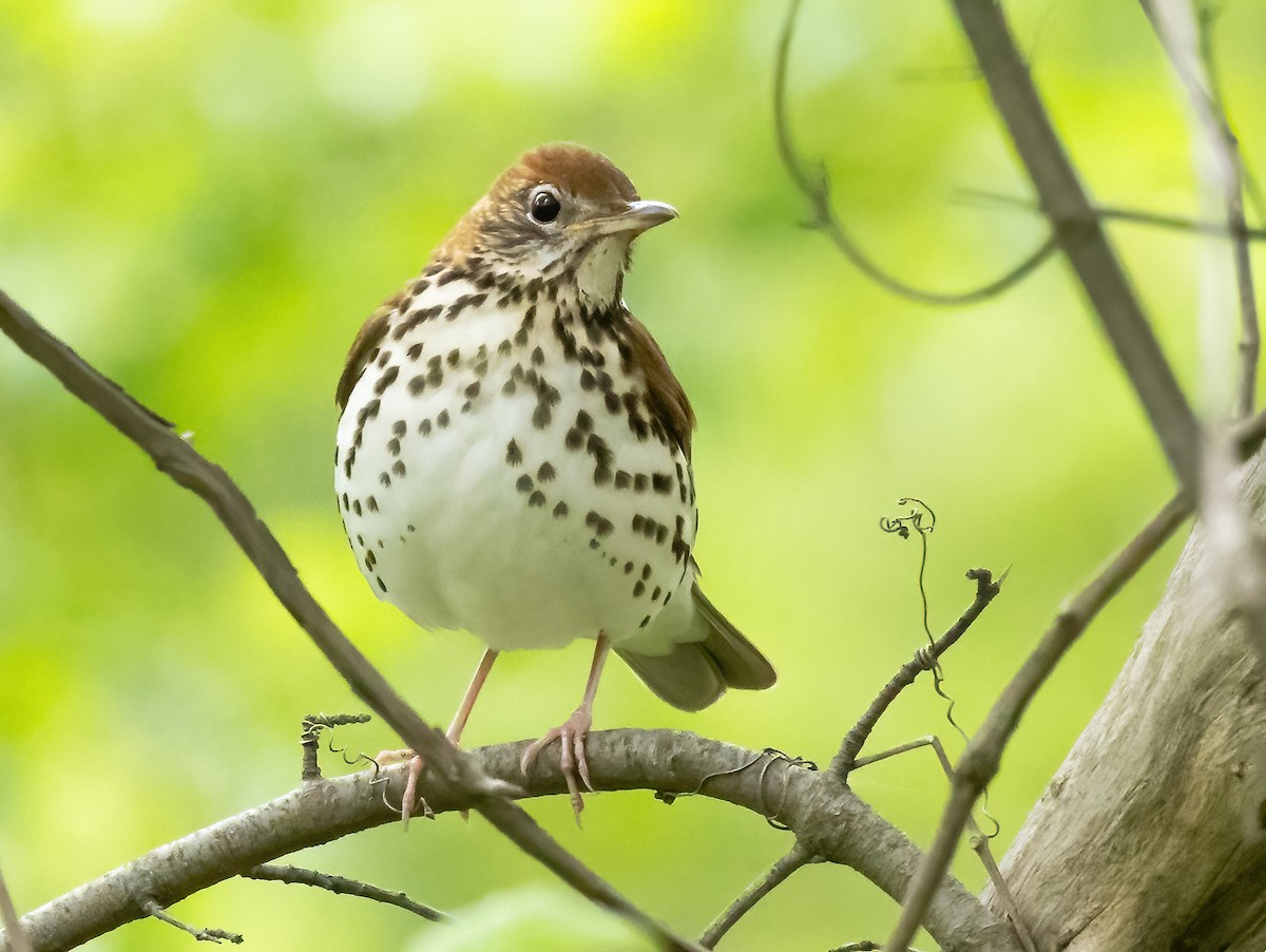 Wood Thrush - Robert Bochenek