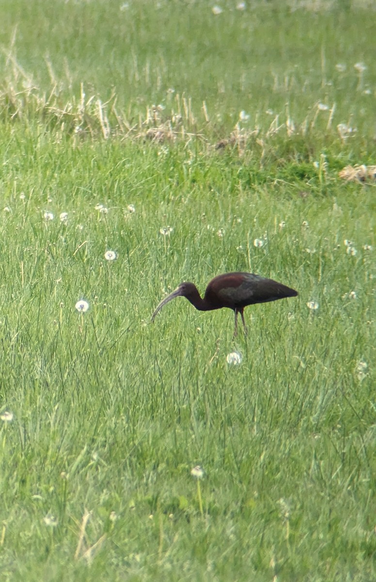 Glossy/White-faced Ibis - Andrew McFadden