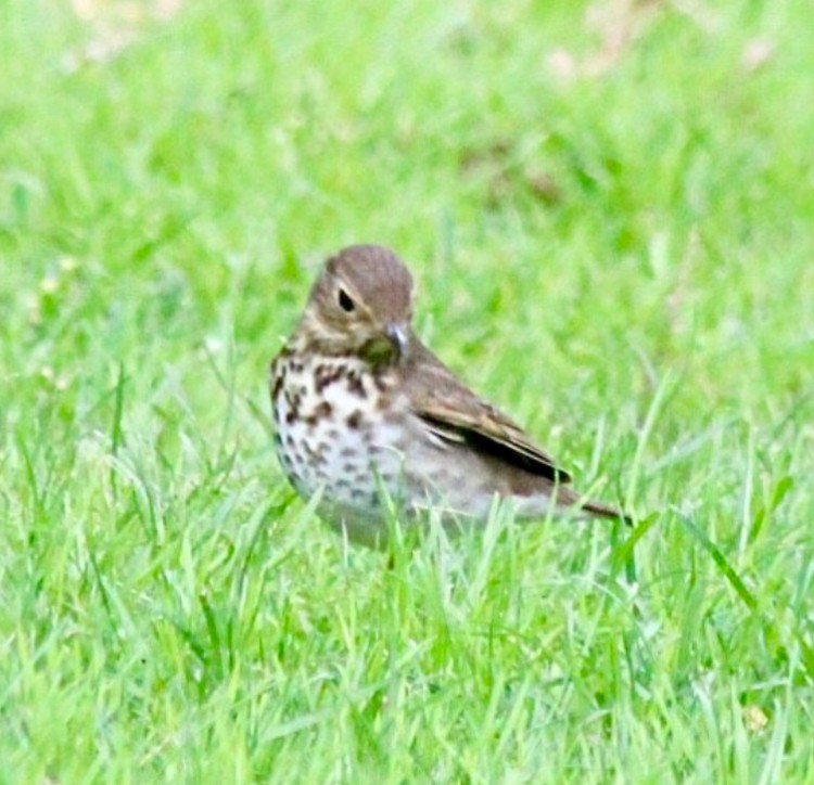 Swainson's Thrush - Adrien C