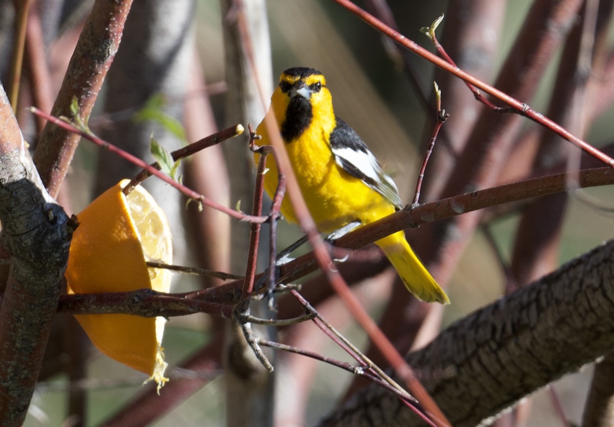 Bullock's Oriole - Tim Johnson