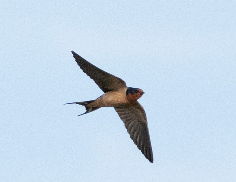 Barn Swallow - ML618864536