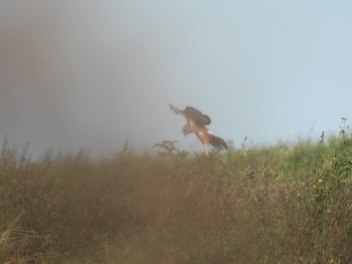 Cinereous Harrier - EDISON MATTEI