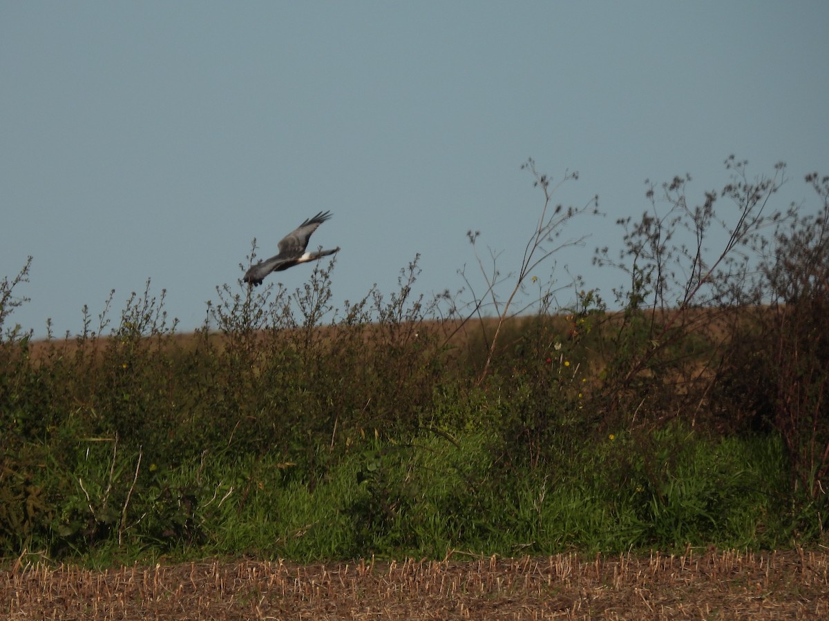 Cinereous Harrier - EDISON MATTEI