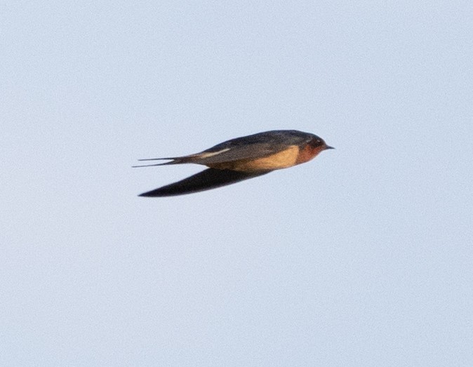 Barn Swallow - Tu Wren