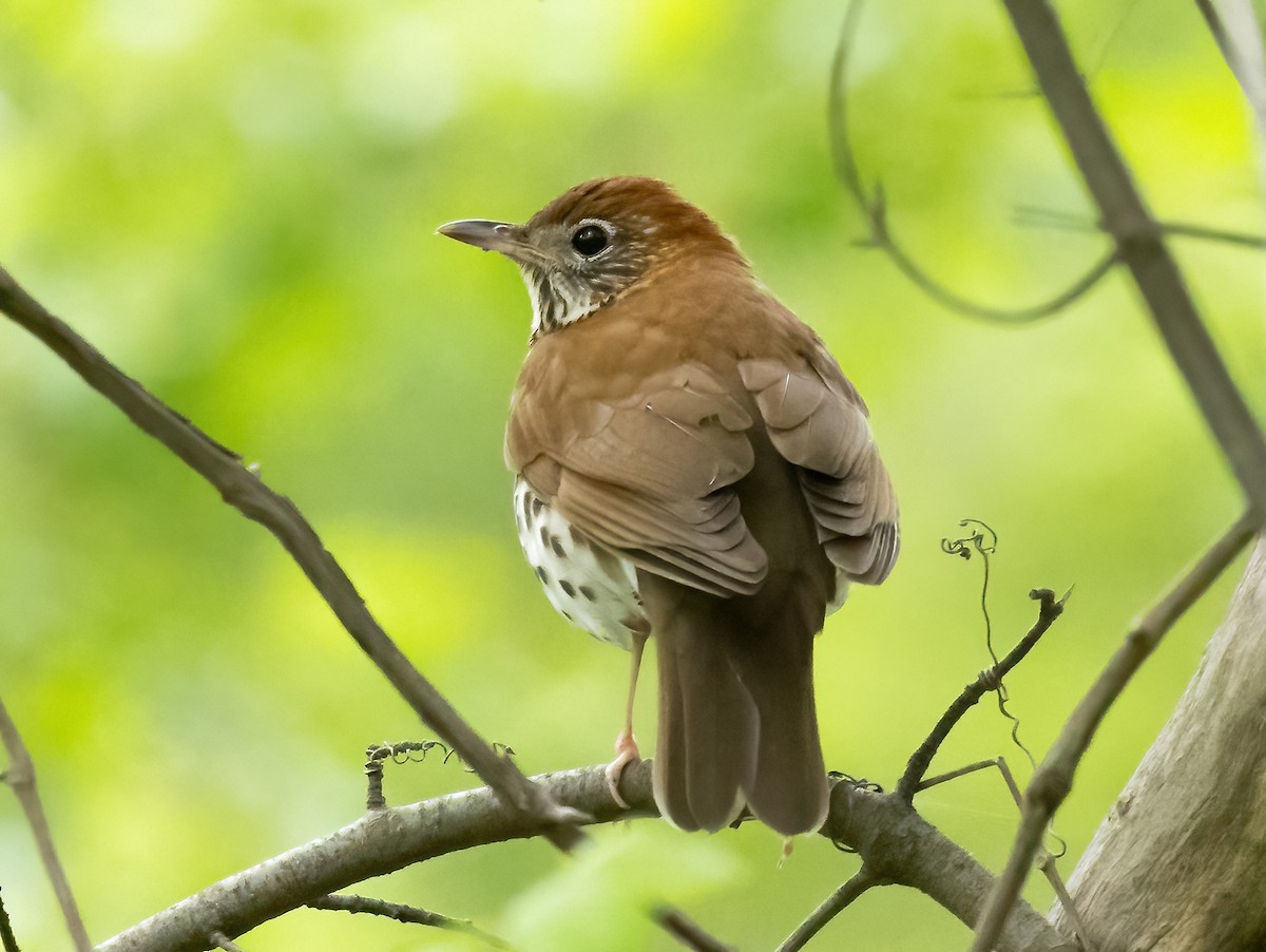 Wood Thrush - Robert Bochenek