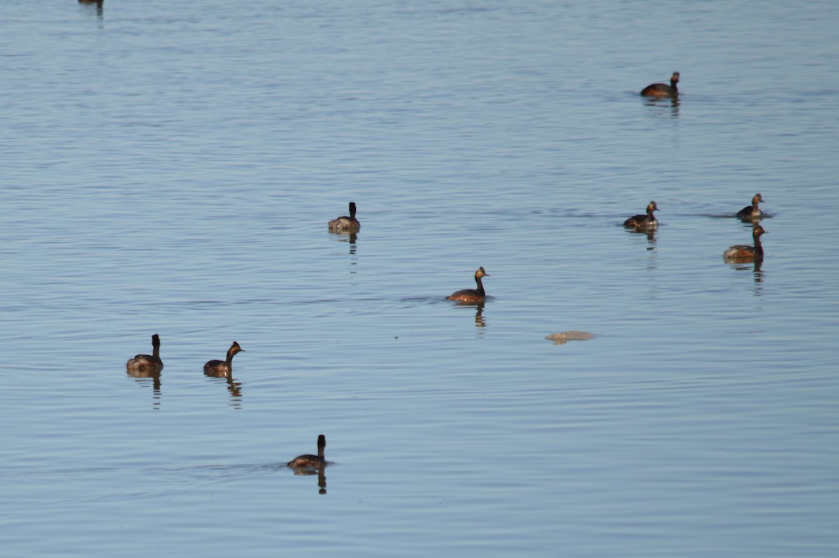 Eared Grebe - ML618864567