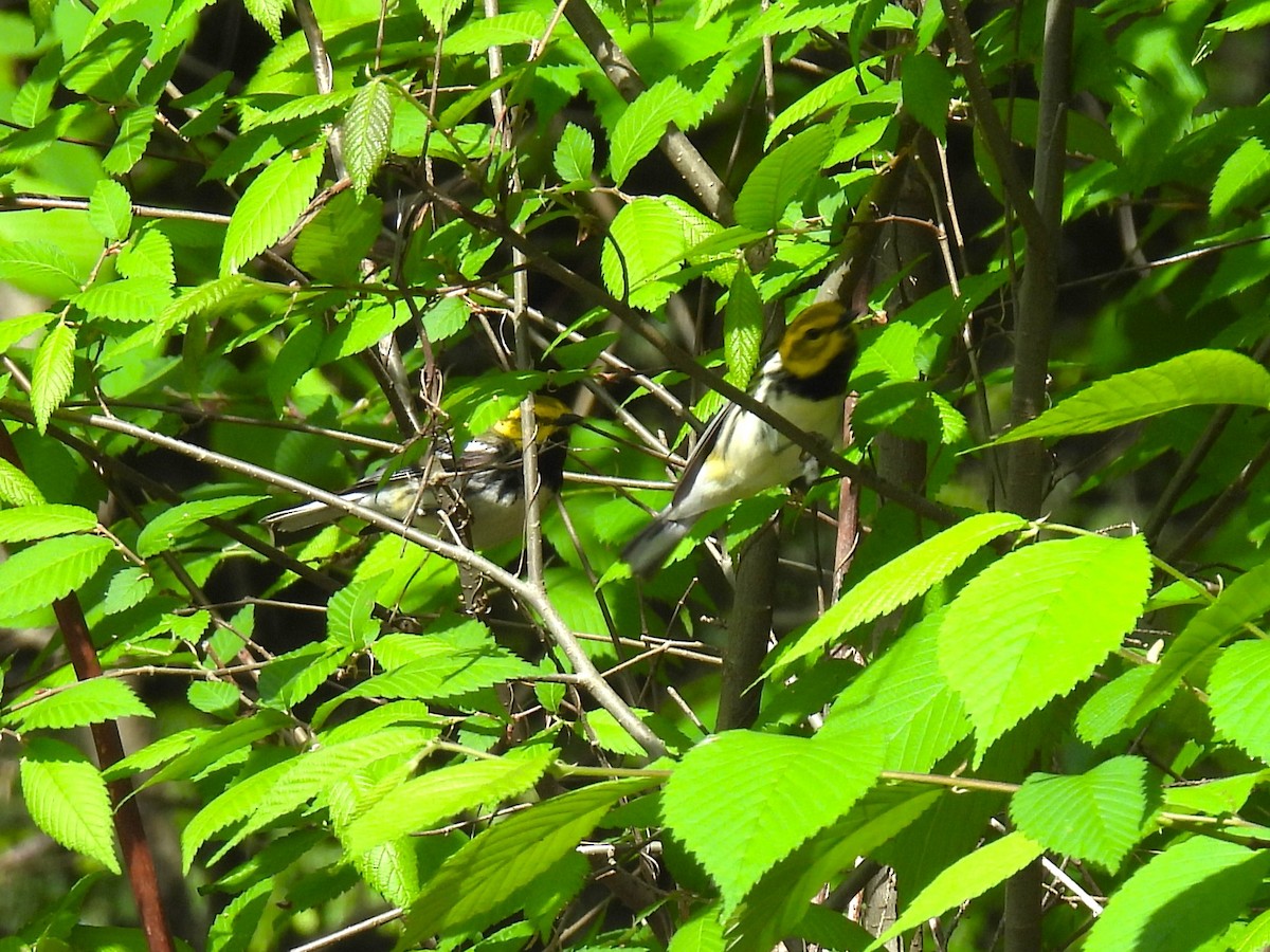 Black-throated Green Warbler - ML618864572