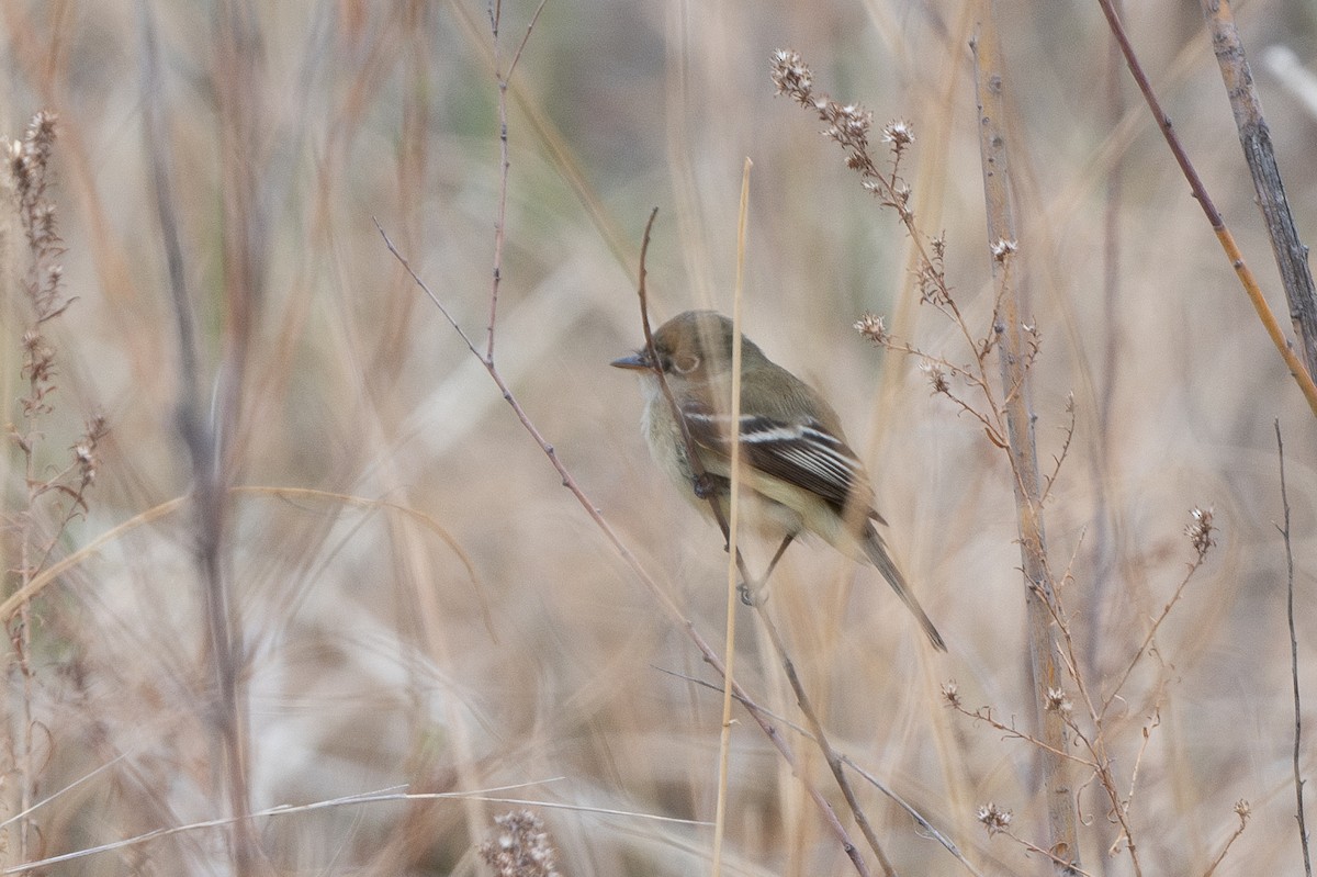 Least Flycatcher - T. Jay Adams