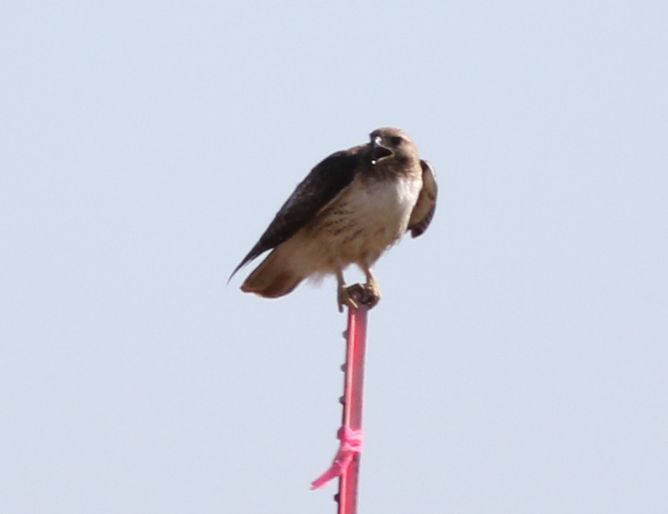 Red-tailed Hawk - Lorraine Lanning