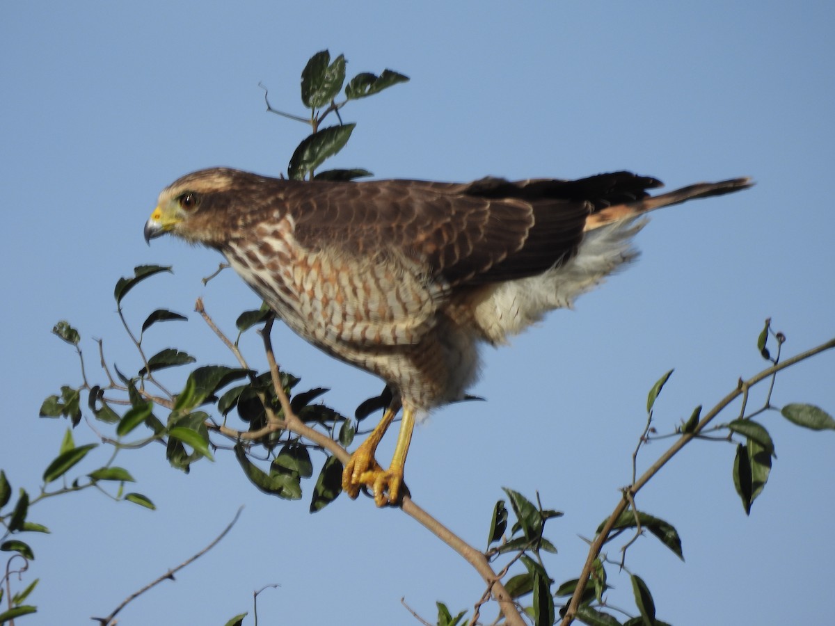 Roadside Hawk - EDISON MATTEI