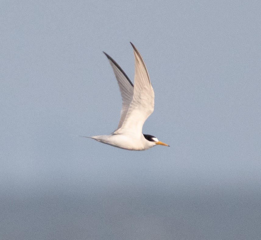 Least Tern - Tu Wren