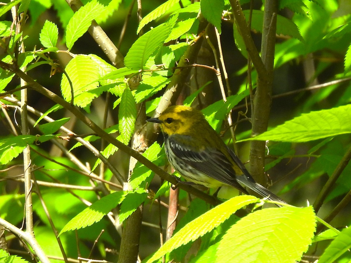 Black-throated Green Warbler - ML618864603