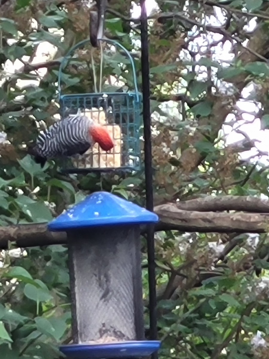 Red-bellied Woodpecker - ML618864616
