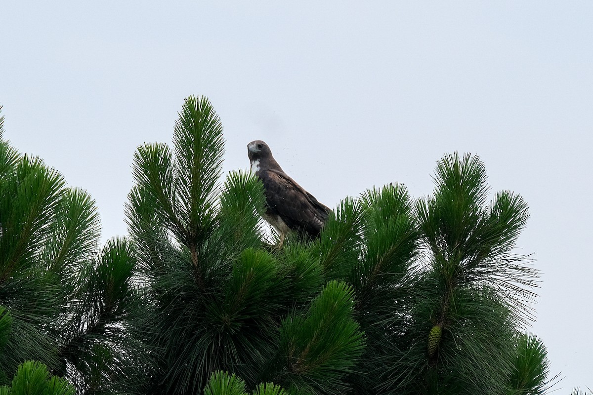 White-tailed Hawk - James Smithers