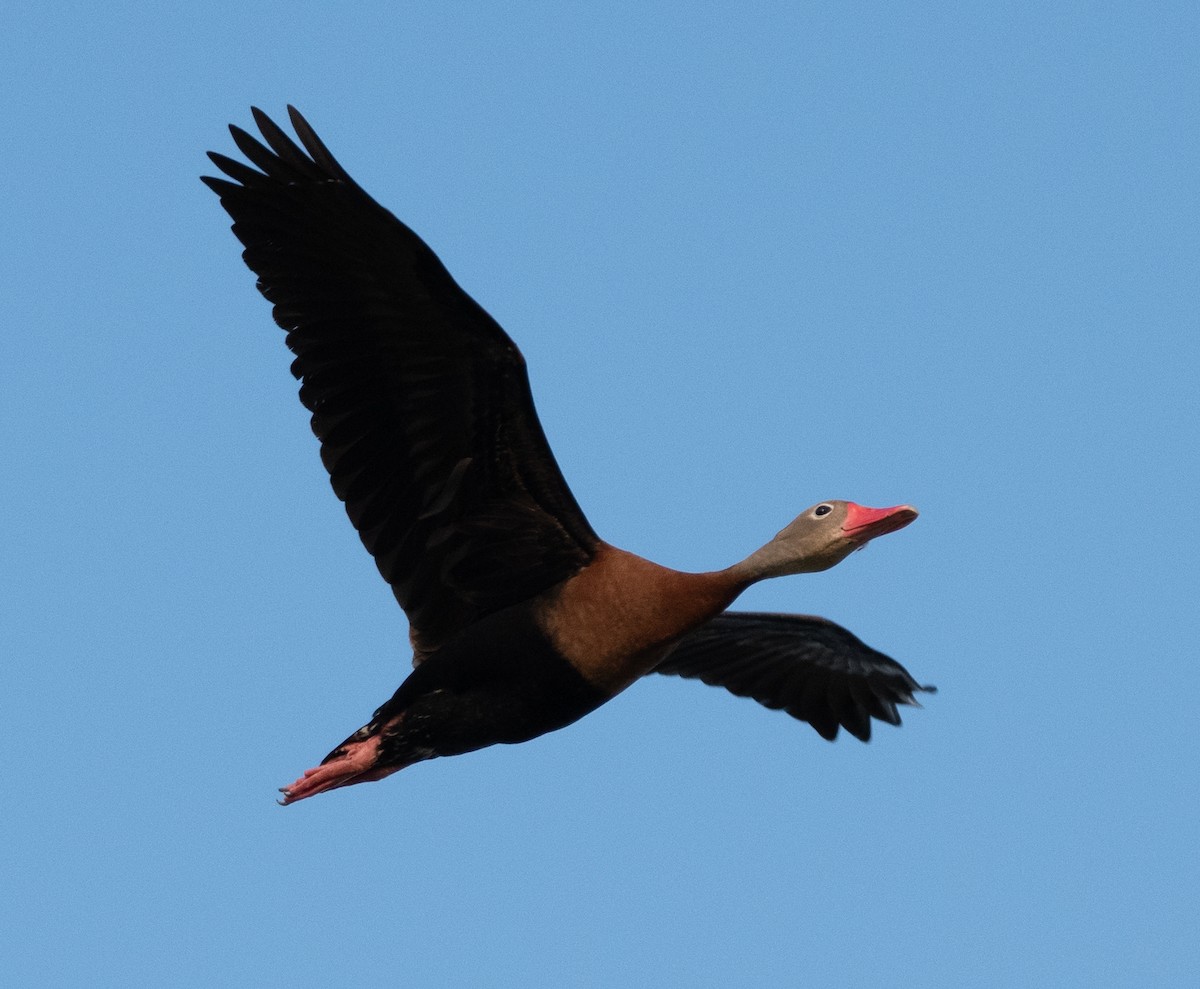 Dendrocygne à ventre noir - ML618864623