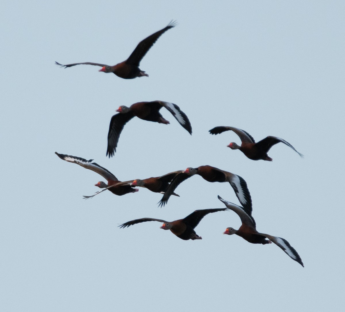 Black-bellied Whistling-Duck - Tu Wren