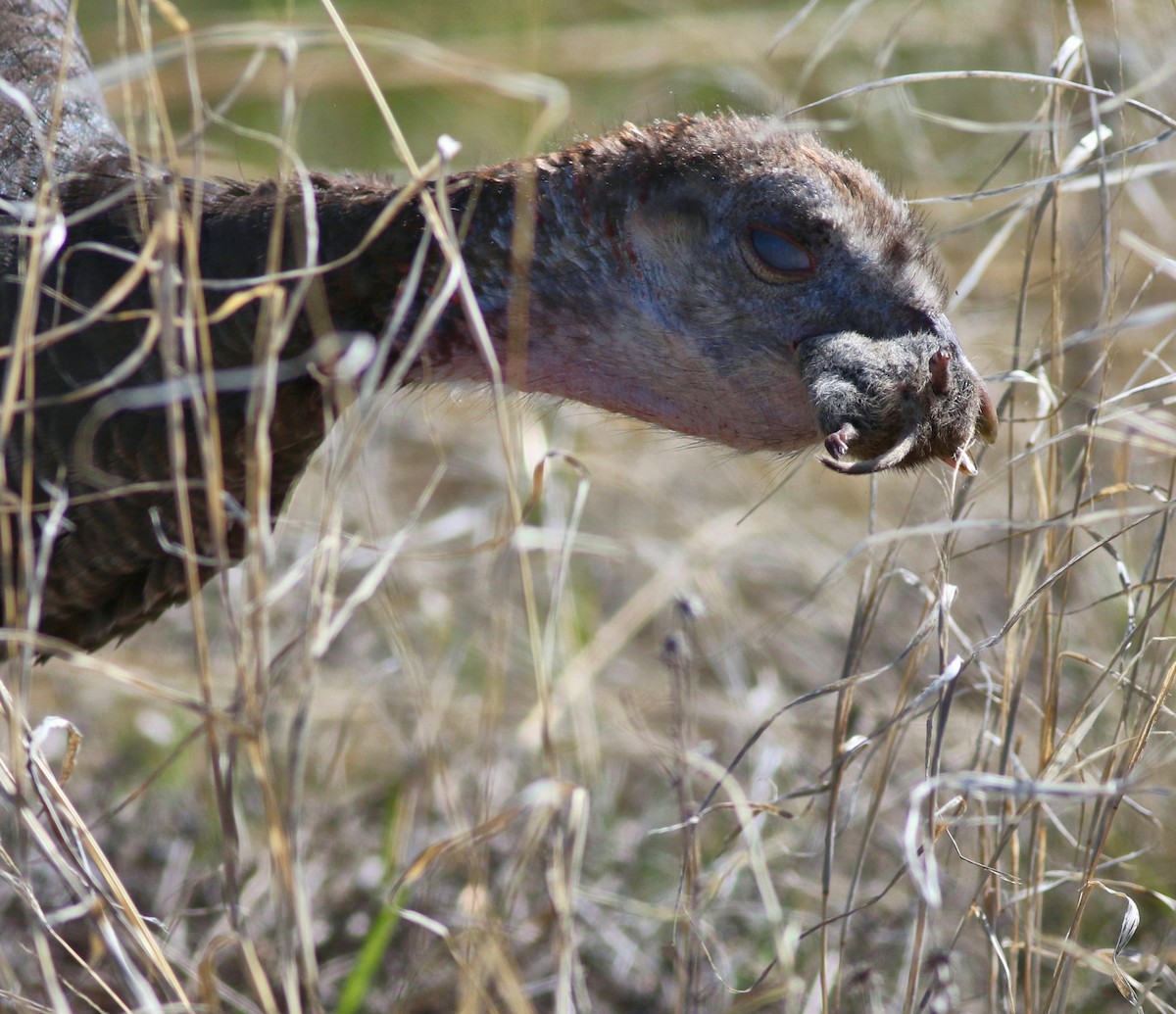 Wild Turkey - Lorraine Lanning