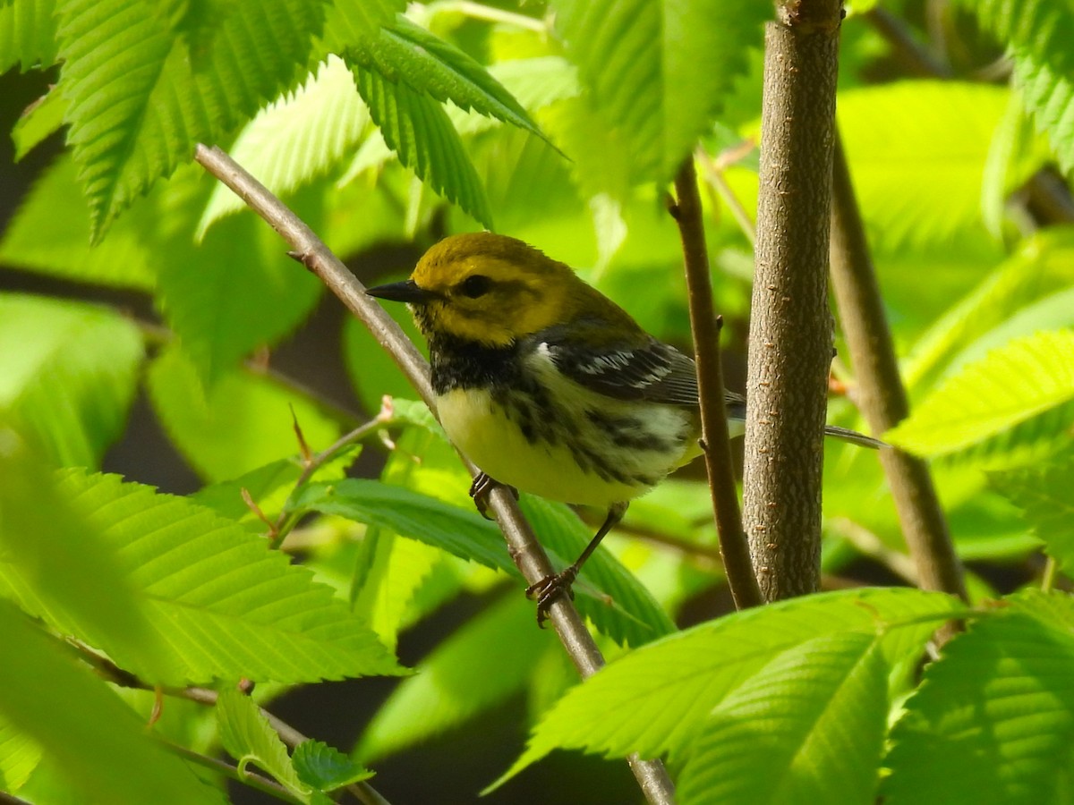 Black-throated Green Warbler - ML618864633