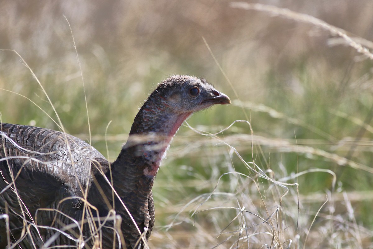 Wild Turkey - Lorraine Lanning