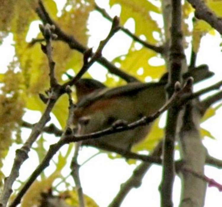 Bay-breasted Warbler - ML618864640