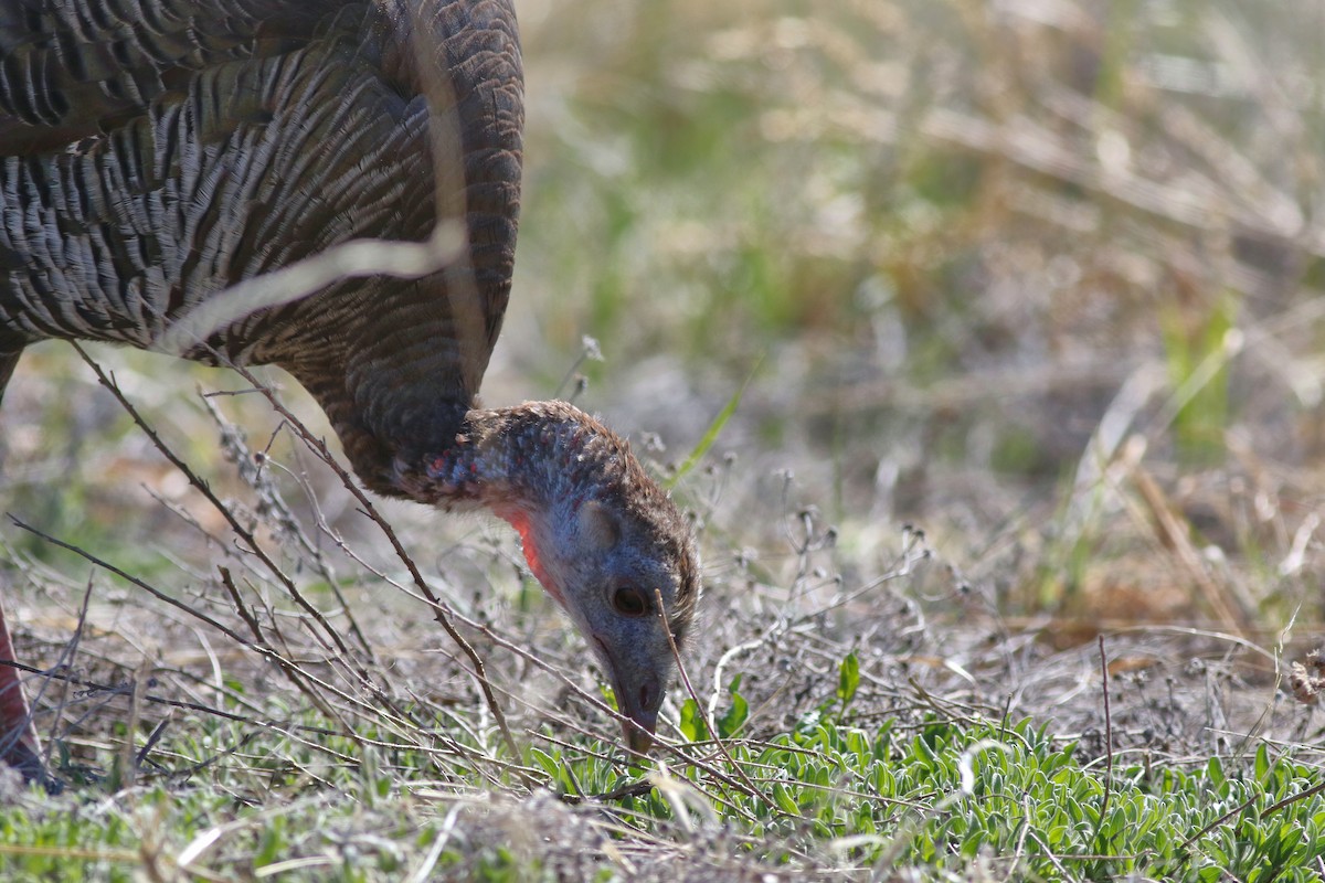 Wild Turkey - Lorraine Lanning