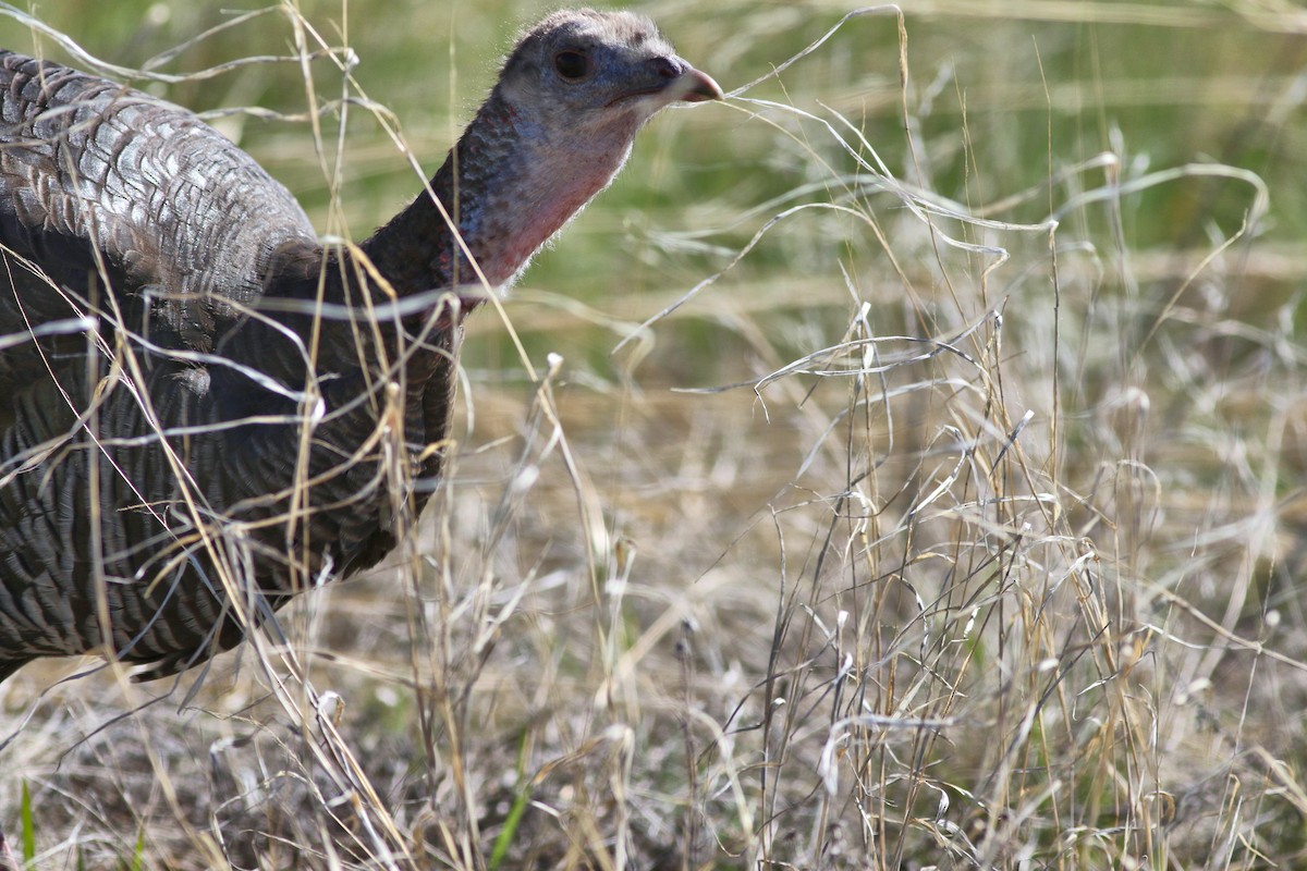 Wild Turkey - Lorraine Lanning