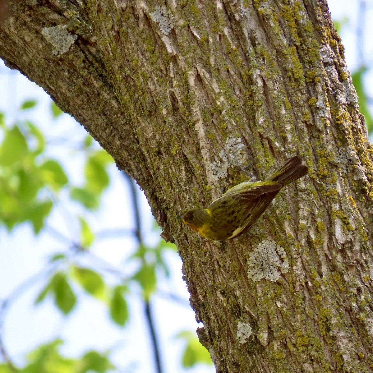 Cape May Warbler - ML618864646