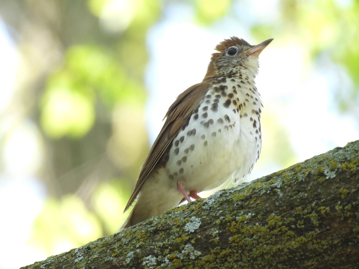 Wood Thrush - Clayton Will