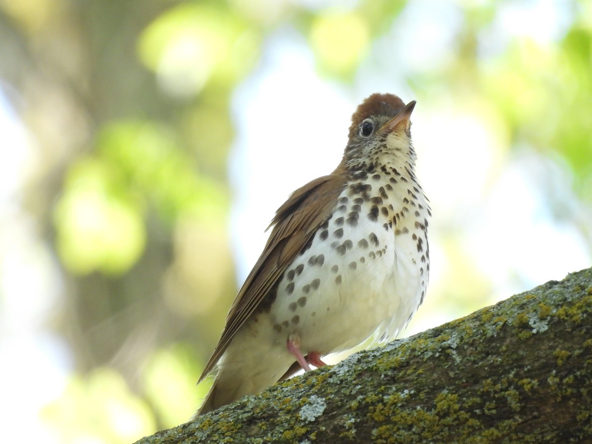 Wood Thrush - Clayton Will