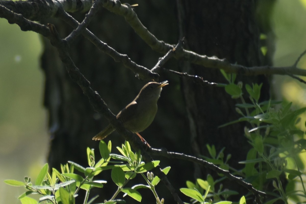 House Wren - Jason Leduc